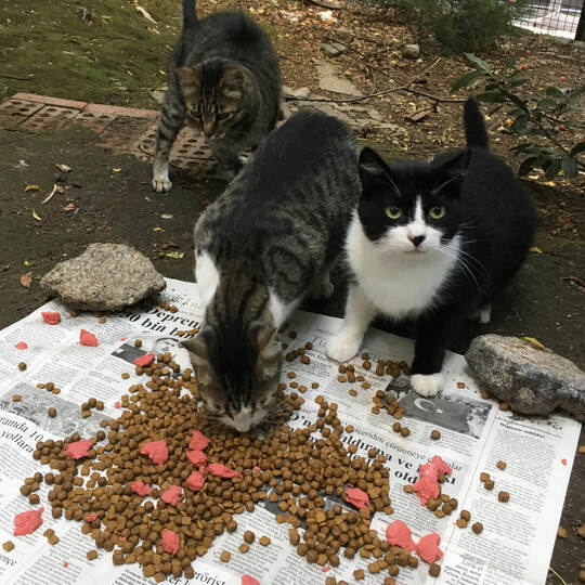Tierliebe Türkei - Straßenkatzen