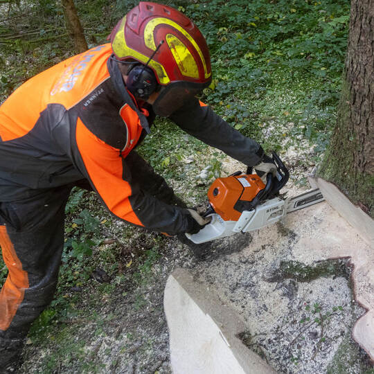 Holzernte im Wald
