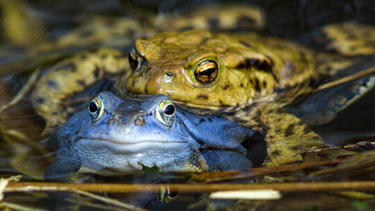 Der Moorfrosch ist Amphib des Jahres 2025. Foto: Jens Büttner, dpa Jahresrückblick 2016 - Mecklenburg-Vorpommern