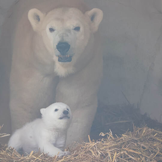 Eisbärnachwuchs im Karlsruher Zoo