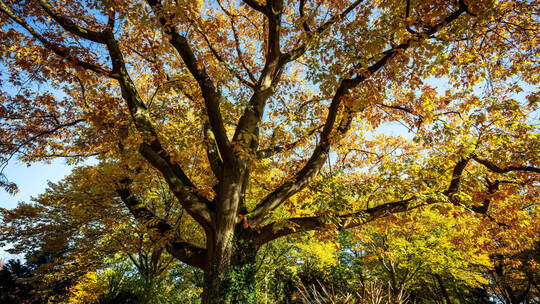 Die Roteiche ist Baum des Jahres 2025. Foto: Sina Schuldt, dpa Amerikanische Roteiche