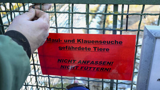 Ausbruch der Maul- und Klauenseuche