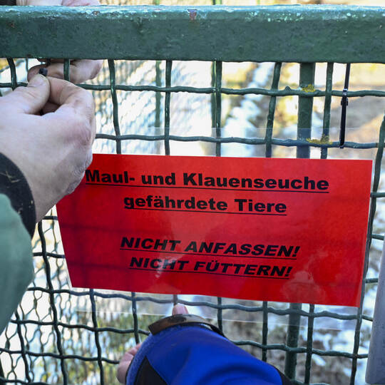 Ausbruch der Maul- und Klauenseuche