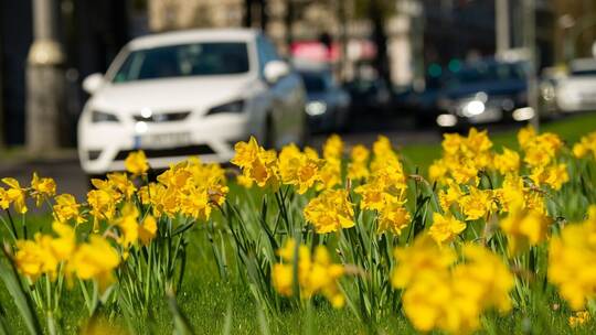 Auto fährt an einer Grünfläche mit Narzissen vorbei Auto fährt an einer Grünfläche mit Narzissen vorbei