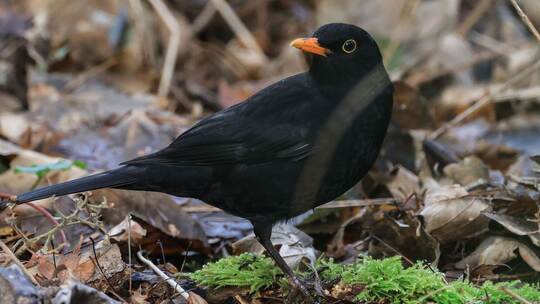 Wintervögel - Amsel Wintervögel - Amsel