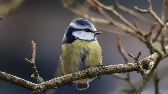 Wintervögel - Meise Wintervögel - Meise