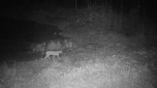 •Seltener, scheuer Jäger: Mitte Januar tappt ein Luchs im Friolzheimer Forst in eine Fotofalle. Foto: Conle