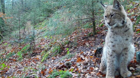 Wartet Verena hier auf ihren auserwählten Luchs? Oder hat sie sich schon längst entschieden? Wildtierinstitut FVA Freiburg
