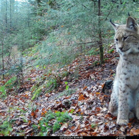 Wartet Verena hier auf ihren auserwählten Luchs? Oder hat sie sich schon längst entschieden? Wildtierinstitut FVA Freiburg