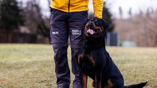 Rottweiler-Verbot in Zürich - Rottweiler OB äußert sich dazu Rottweiler-Verbot in Zürich - Rottweiler OB äußert sich dazu