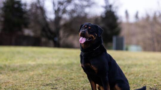 Rottweiler-Verbot in Zürich - Rottweiler OB äußert sich dazu Rottweiler-Verbot in Zürich - Rottweiler OB äußert sich dazu