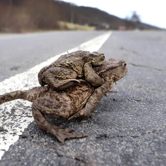 Krötenwanderung