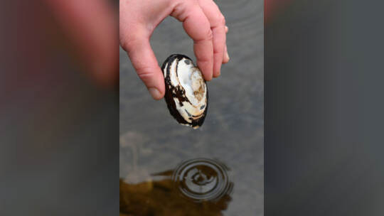 Bedrohte Muschelarten in Seine in Paris entdeckt