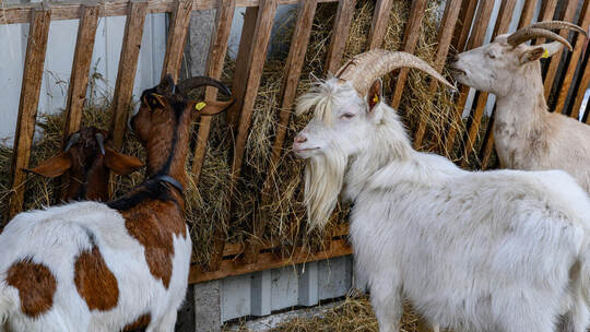Ausbruch der Maul- und Klauenseuche
