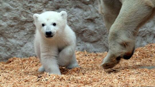 Eisbärnachwuchs in Karlsruhe Eisbärnachwuchs in Karlsruhe