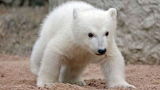Eisbärnachwuchs in Karlsruhe Eisbärnachwuchs in Karlsruhe