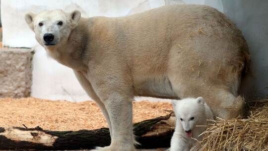 Eisbärnachwuchs in Karlsruhe Eisbärnachwuchs in Karlsruhe