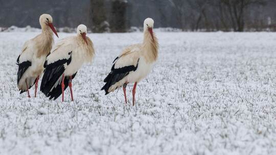 Störche im Schnee - Wetter Störche im Schnee - Wetter