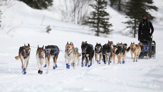 Iditarod-Schlittenhunderennen Iditarod-Schlittenhunderennen