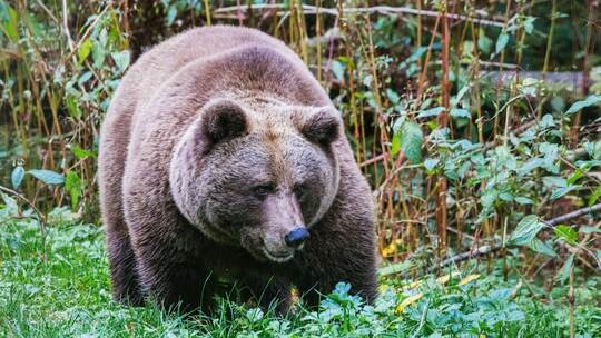 Ankunft von "Problembärin" Gaia? erneut verzögert