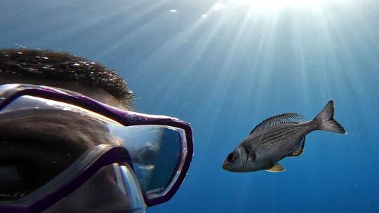 Fische können Menschen unterscheiden Fische können Menschen unterscheiden