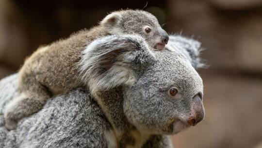 Koala-Nachwuchs in der Wilhelma Koala-Nachwuchs in der Wilhelma