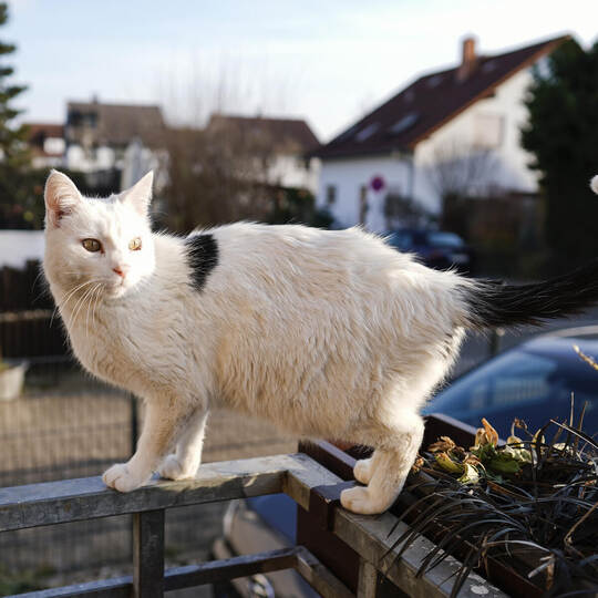 Die Katzenschutzverordnung soll die Zahl der wilden Katzen in Pforzheim verringern. Foto: picture alliance/dpa | Uwe Anspach Walldorfer Katzenhalter befürchten erneuten «Horror-Sommer»