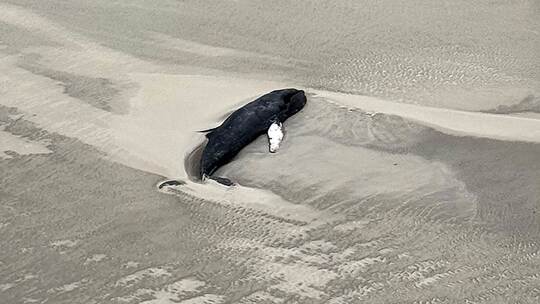 Erneut Wal auf Nordseeinsel gestrandet