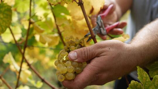 Erntehelfer bei der Weinlese Erntehelfer bei der Weinlese
