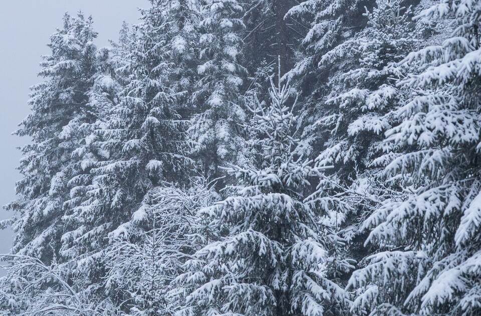 Neuschnee im Schwarzwald und der Schwäbischen Alb