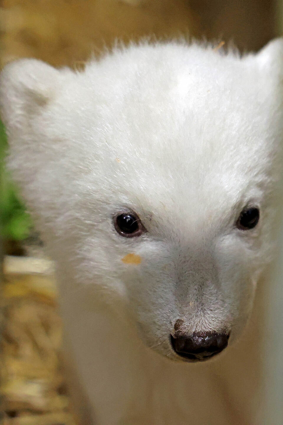 Eisbär im Karlsruher Zoo