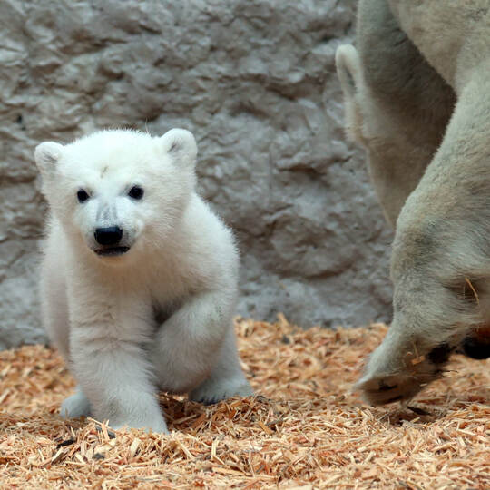 Eisbärnachwuchs in Karlsruhe