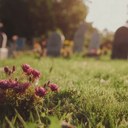 A field of graves with one flower blooming brightly.
