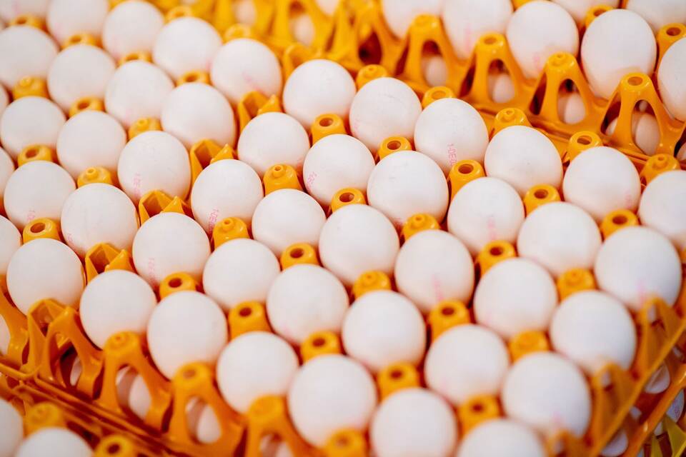 Eier aus einem Legehennenstall Eier aus einem Legehennenstall