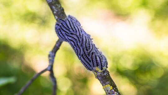 Eichenprozessionsspinner in Südbaden