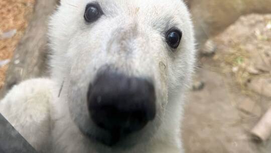 Eisbärnachwuchs im Karlsruher Zoo Eisbärnachwuchs im Karlsruher Zoo