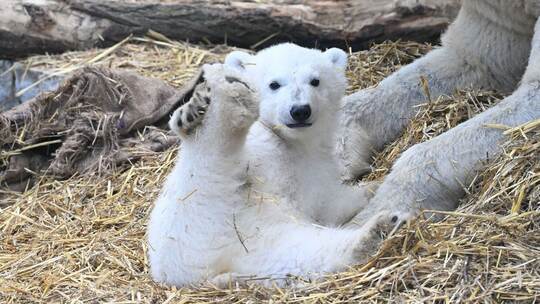 Eisbärnachwuchs im Karlsruher Zoo Eisbärnachwuchs im Karlsruher Zoo