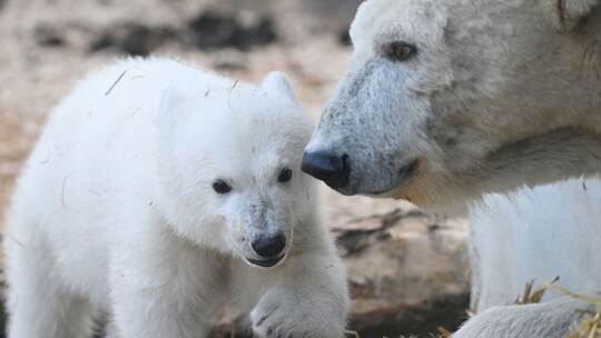 Eisbärnachwuchs im Karlsruher Zoo Eisbärnachwuchs im Karlsruher Zoo