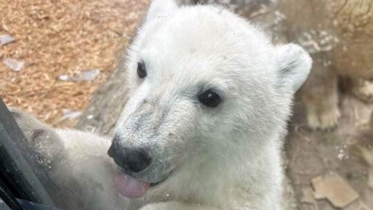 Eisbärnachwuchs im Karlsruher Zoo Eisbärnachwuchs im Karlsruher Zoo