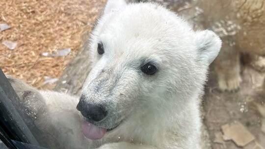 Eisbärnachwuchs im Karlsruher Zoo