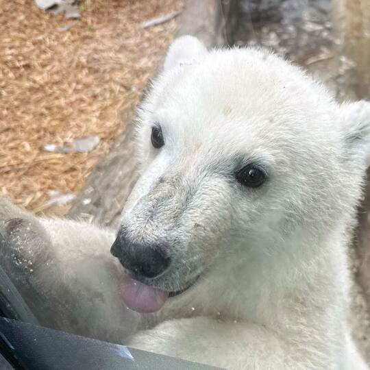 Eisbärnachwuchs im Karlsruher Zoo