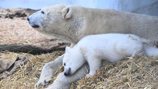 Eisbärnachwuchs im Karlsruher Zoo