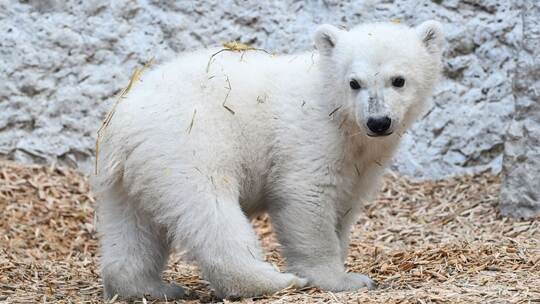 Eisbärnachwuchs im Karlsruher Zoo