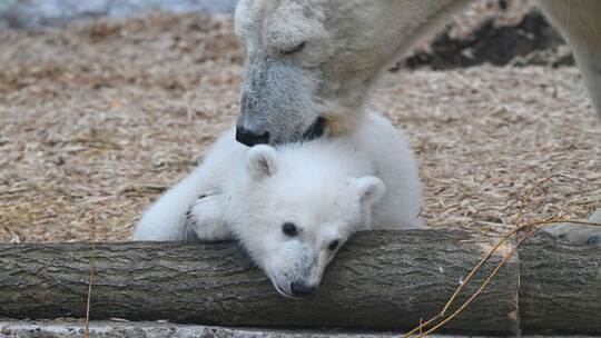 Eisbärnachwuchs im Karlsruher Zoo