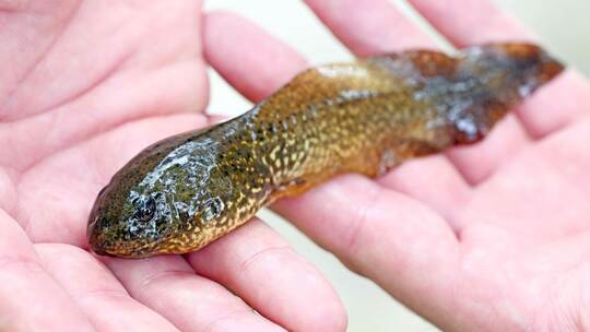 Ochsenfrosch Ochsenfrosch