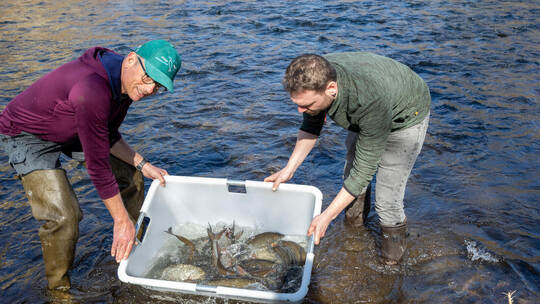 In einem Bottich kehren die Nasen in den Fluss zurück, in dem sie einst sechs Prozent des Fischbestands ausmachten und damit zu