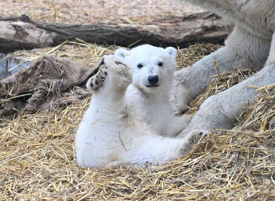 Eisbärnachwuchs im Karlsruher Zoo