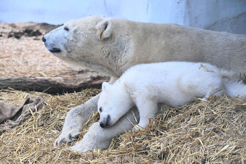 Eisbärnachwuchs im Karlsruher Zoo