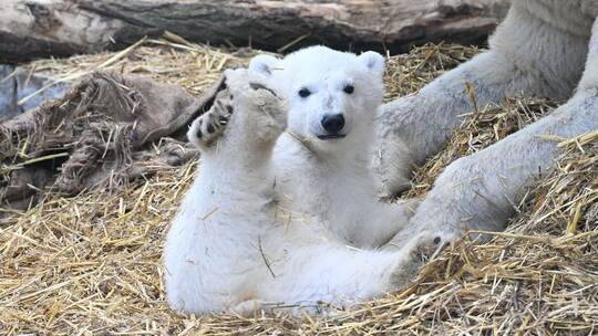 Eisbärnachwuchs im Karlsruher Zoo