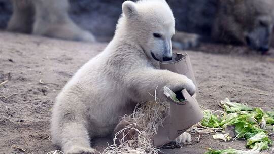 Eisbär-Jungtier im Karlsruher Zoo